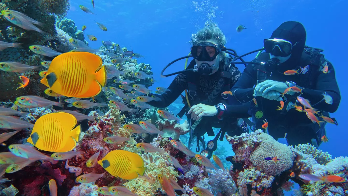 Prime season for underwater visibility with calm warm seas © Tunatura / iStockphoto / Getty Images