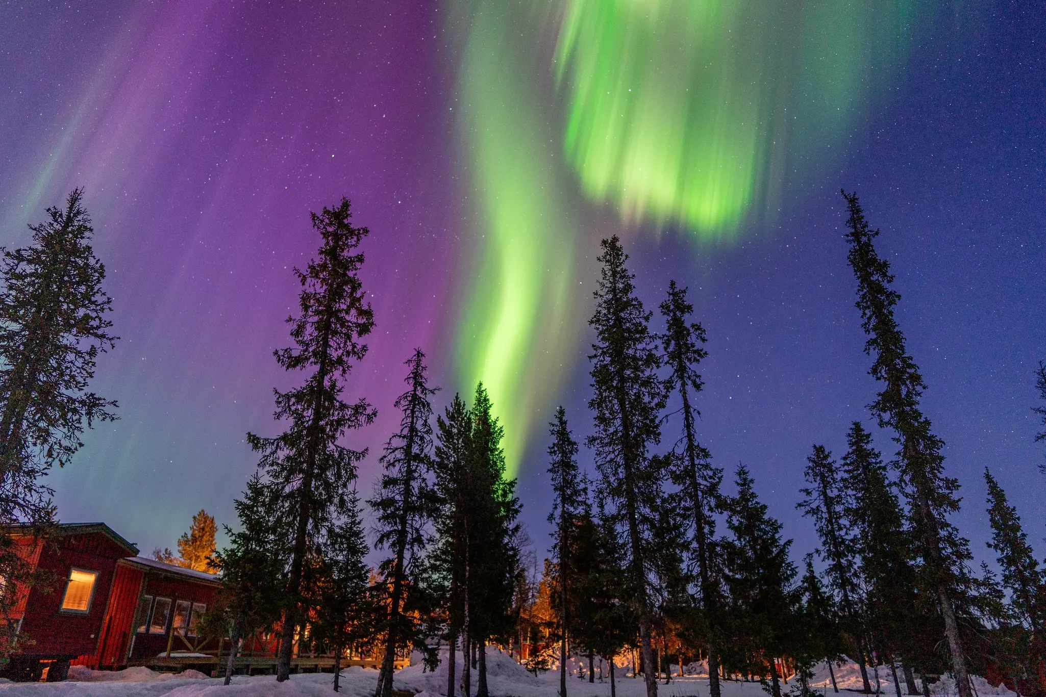 Bright green and purple lights in the sky above tall, narrow trees