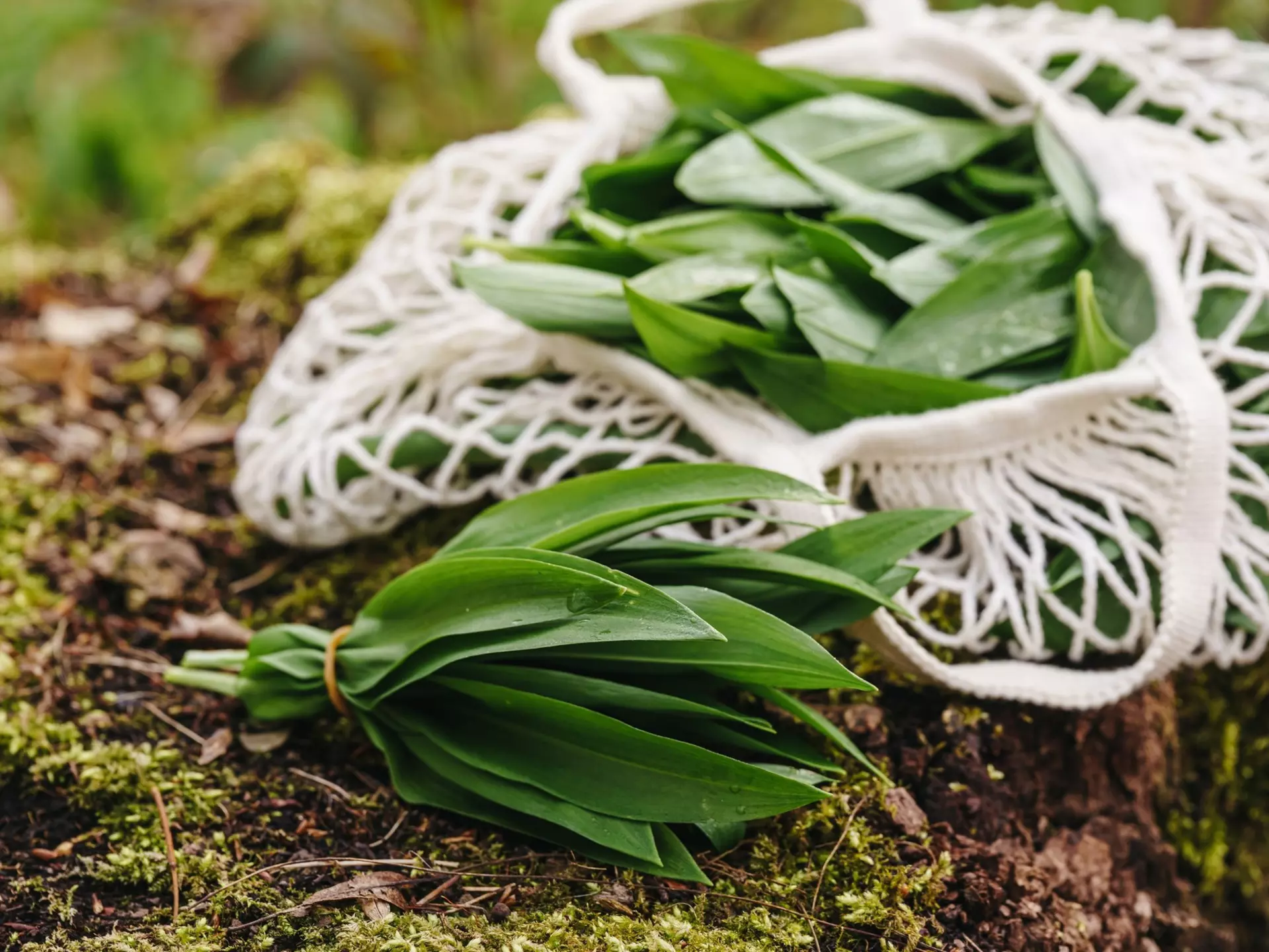 Close-up of a bunch of wild garlic (ramsons) freshly picked and placed on mossy forest ground, next to a reusable cotton bag. Ideal image for themes of organic food, foraging and sustainability, License Type: media, Download Time: 2025-12-09T22:31:57.000Z, User: Norma.PrauseBrewer_LonelyPlanet, Editorial: false, purchase_order: 56530 - Guidebooks, job: Global Publishing WIP, client: Europe 5, other: Norma Brewer