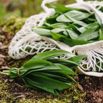 Close-up of a bunch of wild garlic (ramsons) freshly picked and placed on mossy forest ground, next to a reusable cotton bag. Ideal image for themes of organic food, foraging and sustainability, License Type: media, Download Time: 2025-12-09T22:31:57.000Z, User: Norma.PrauseBrewer_LonelyPlanet, Editorial: false, purchase_order: 56530 - Guidebooks, job: Global Publishing WIP, client: Europe 5, other: Norma Brewer