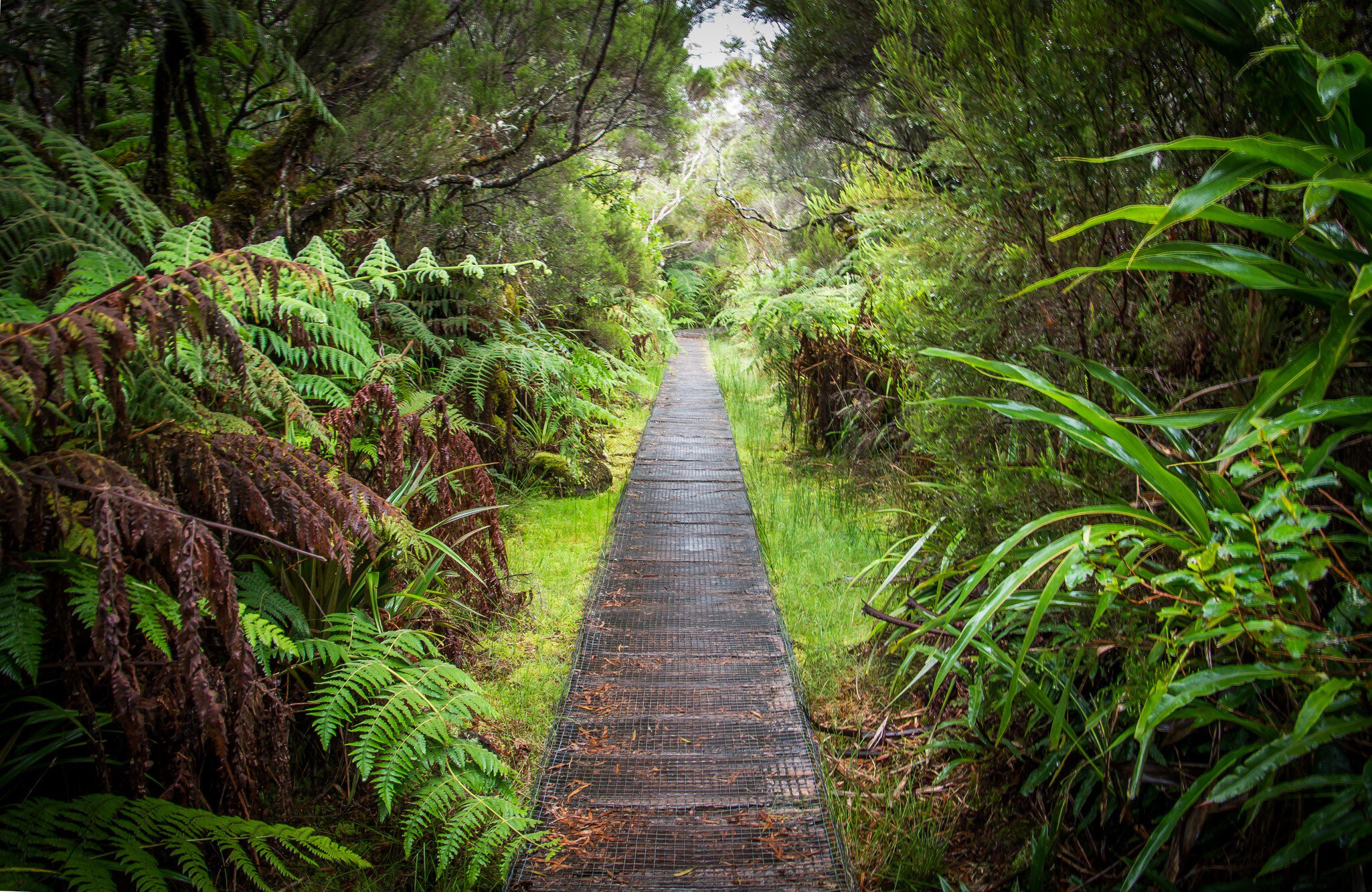 Belouve Forest (Forêt de Bélouve), Reunion Island