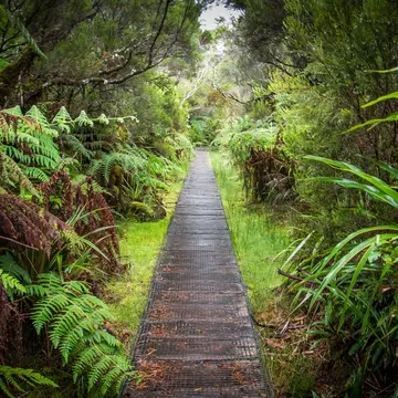 Belouve Forest (Forêt de Bélouve), Reunion Island