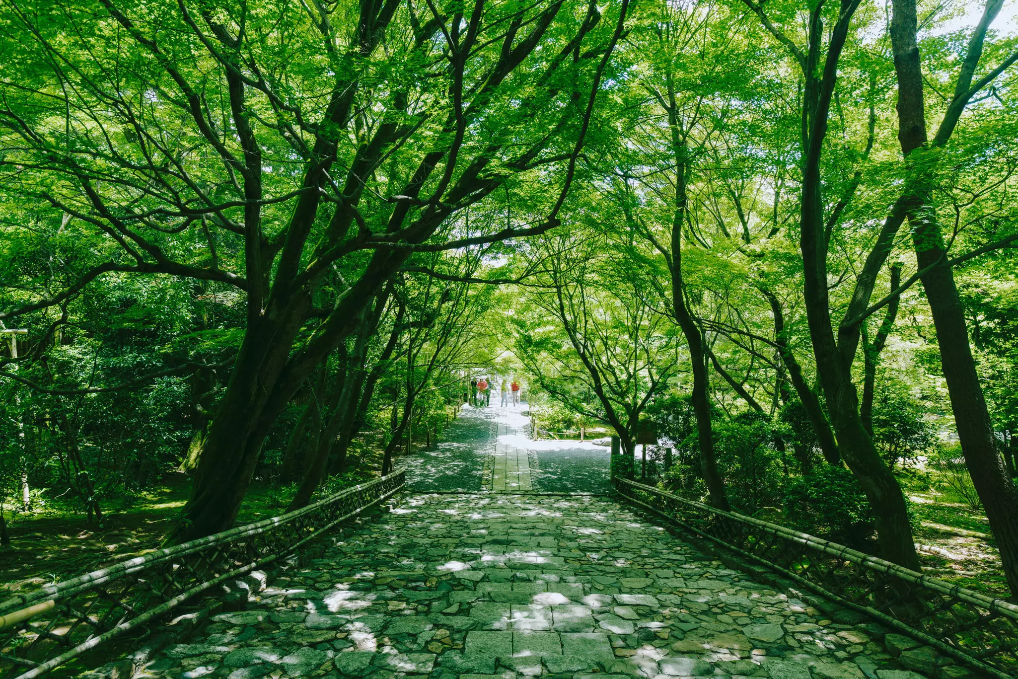 A stone path with trees growing on either side and overhead.