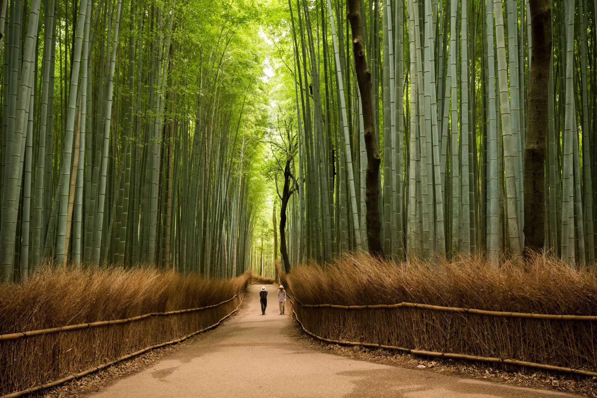 Two people wander a pathway through a forest of bamboo with the tall grasses stretching high into the sky.