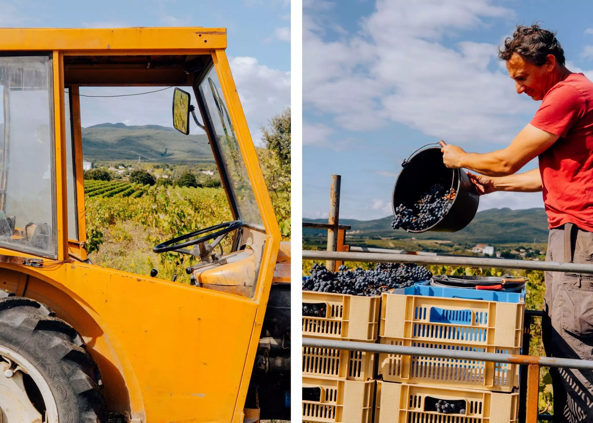 Left, looking through the window of a yellow tractor onto green vineyards; right, a worker dumps a bucket of freshly picked grapes into crates.
