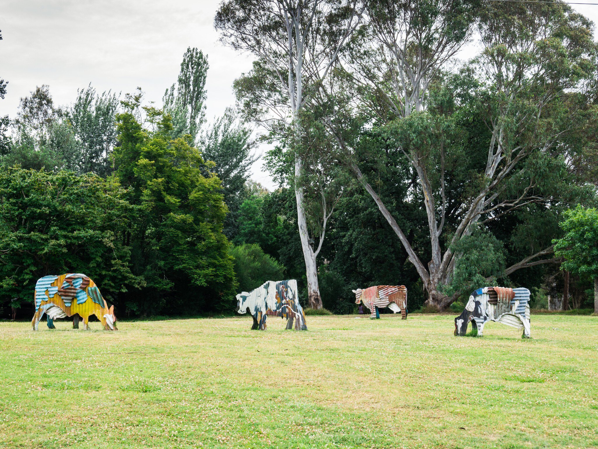 Cow sculptures at the Heide Museum of Modern Art, a public museum in suburban Bulleen, Melbourne, Australia. The museum is surrounded by a sculpture park. 