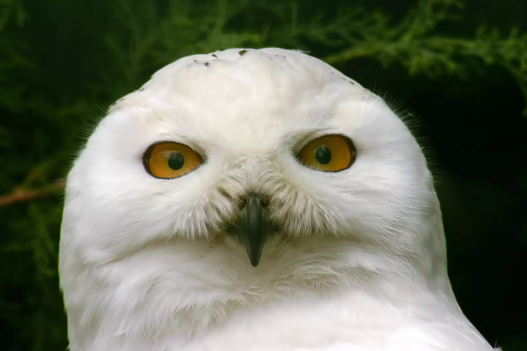 At Herring Green Farm Falconry Centre, people can interact with snowy owls just like Hedwig. Tstajduhar / Getty Images