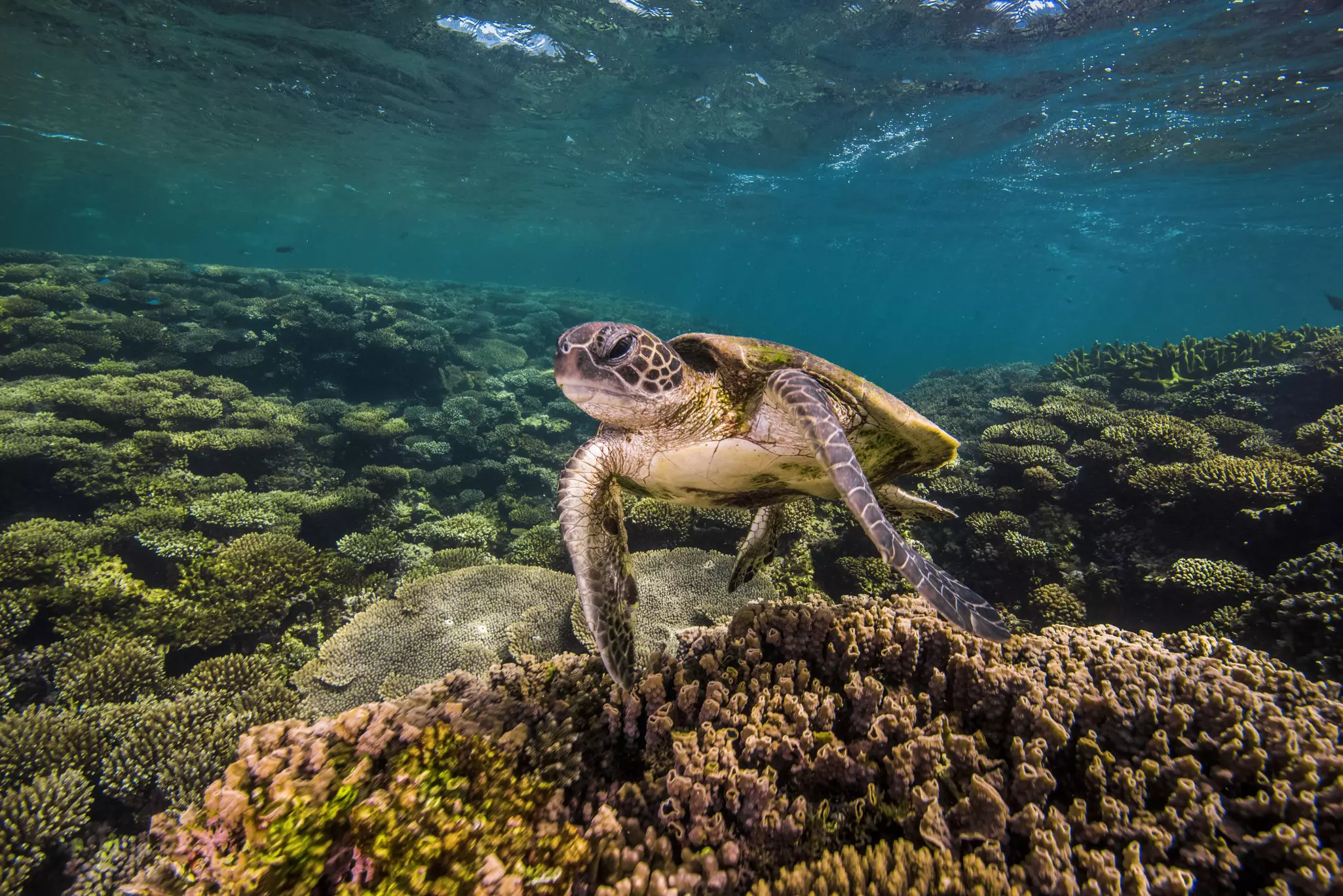 Marine turtles photographed off the coast of Australia.