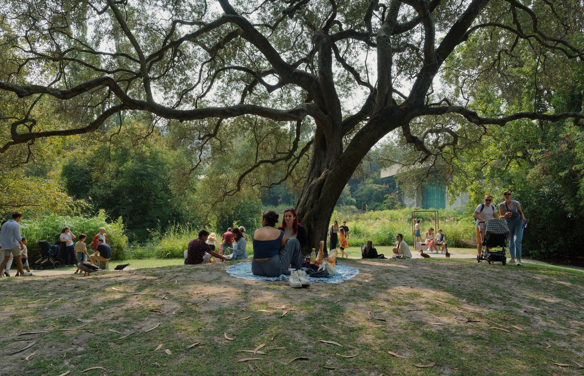 People gather under the shade of a sprawling tree in the tranquil garden of the Fundação Calouste Gulbenkian in Lisbon, Portugal.