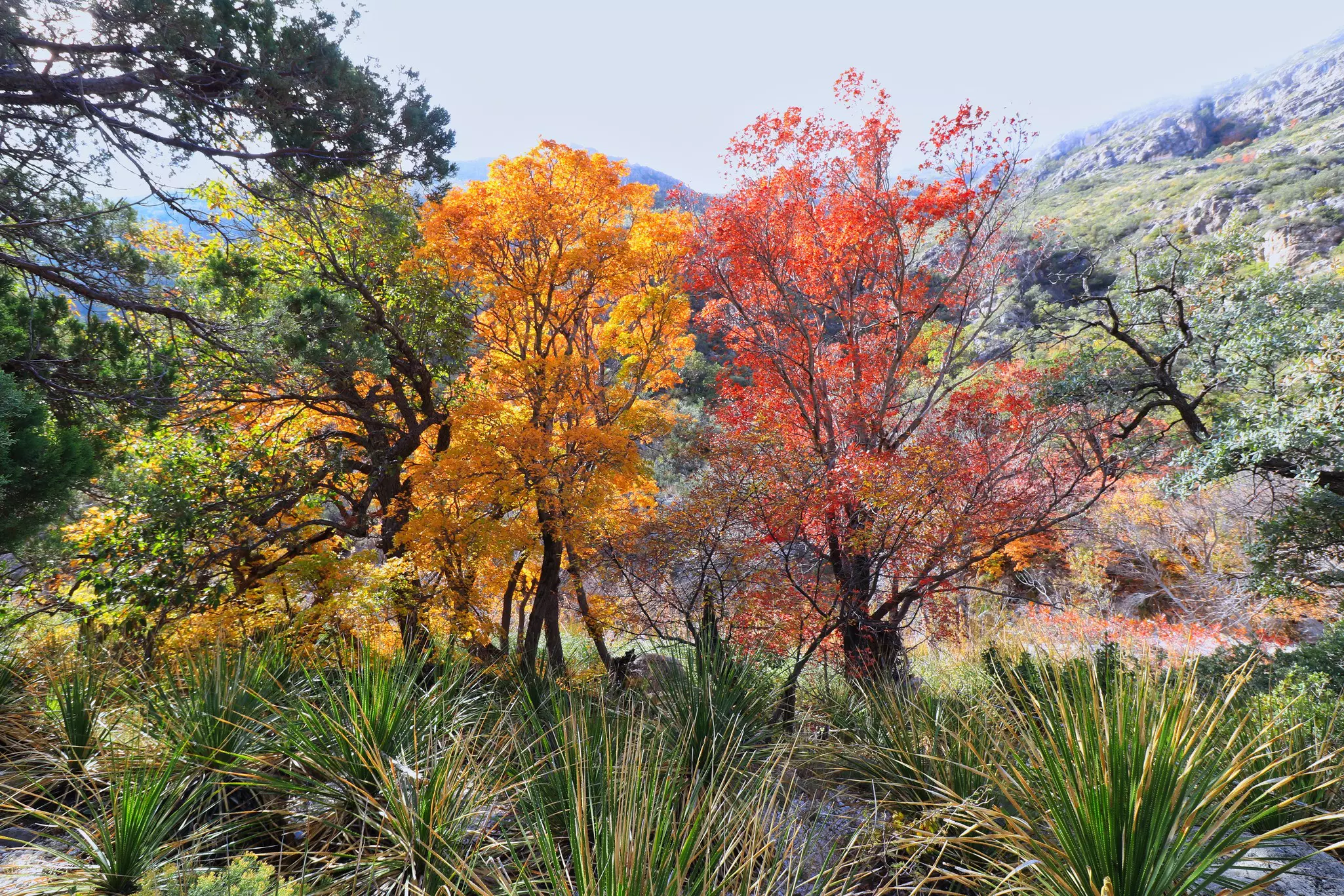 Guadalupe Mountains National Park. G B Hart/Shutterstock