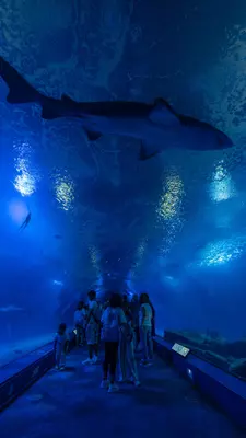 Escape the heat among the well-designed enclosures.