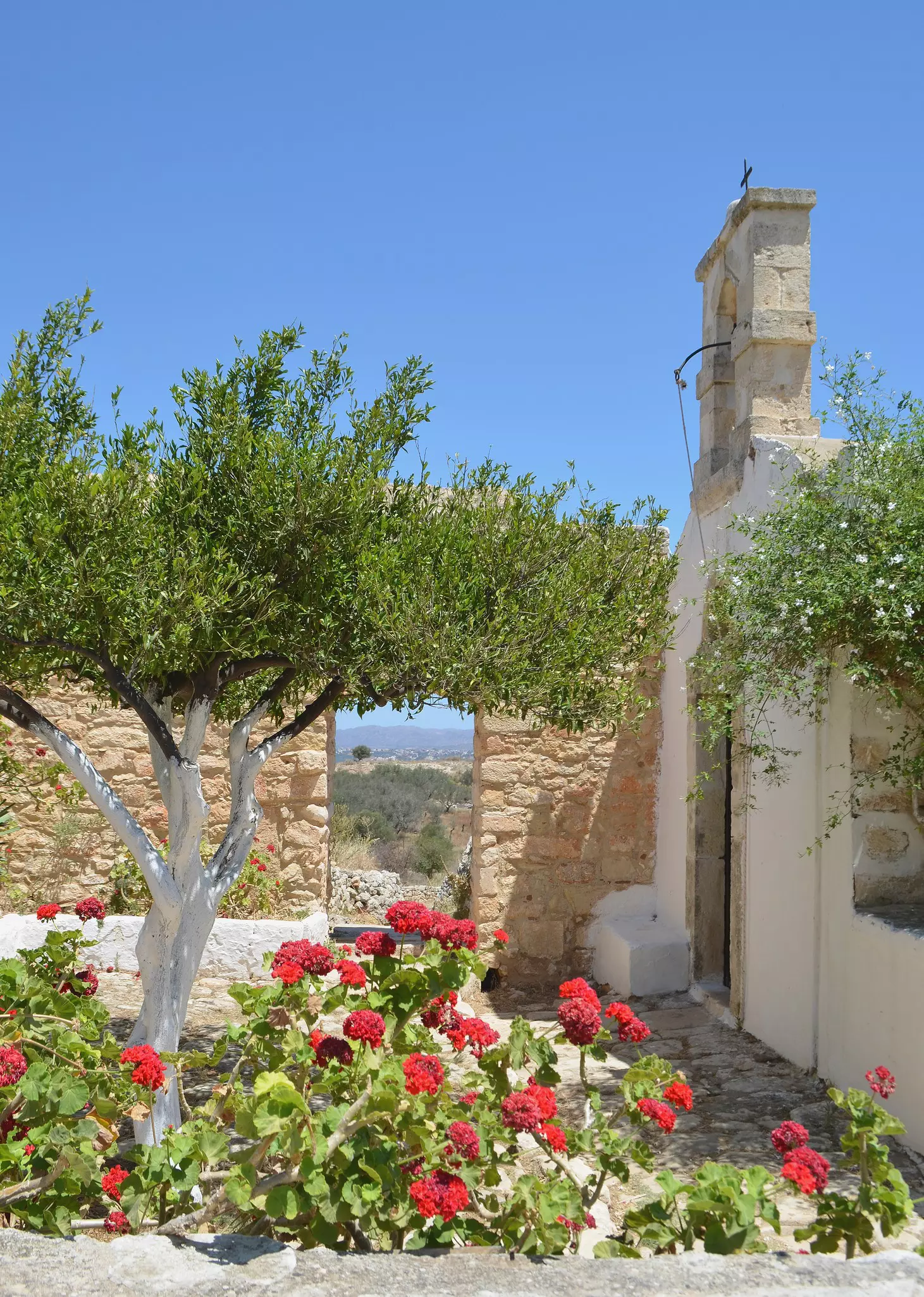 Ancient Aptera church scene with flowers and an olive tree