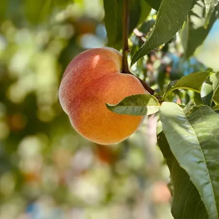 A ripe peach on a branch in the shade on a sunny day.   