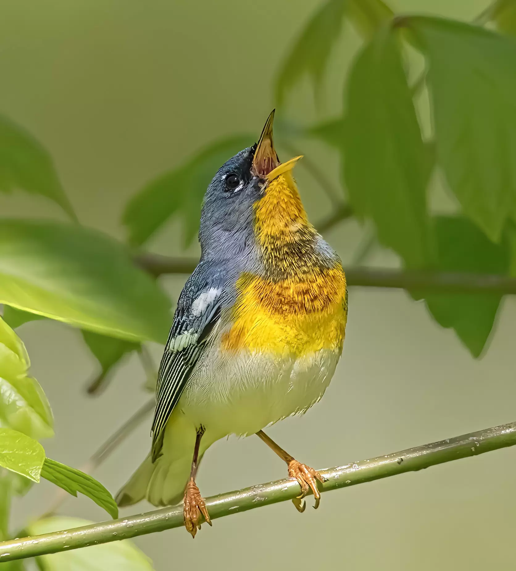 The northern parula can be spotted widely during the prime March through May bird watching season © Alabama Tourism