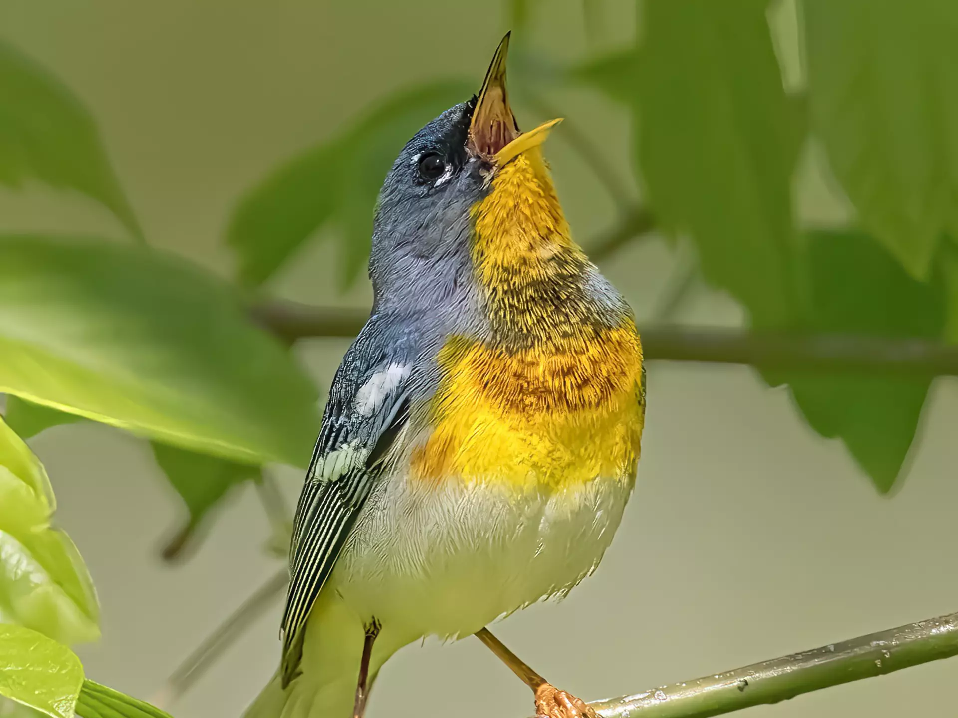 The northern parula can be spotted widely during the prime March through May bird watching season © Alabama Tourism