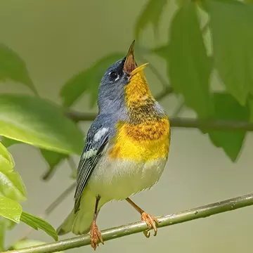 The northern parula can be spotted widely during the prime March through May bird watching season © Alabama Tourism