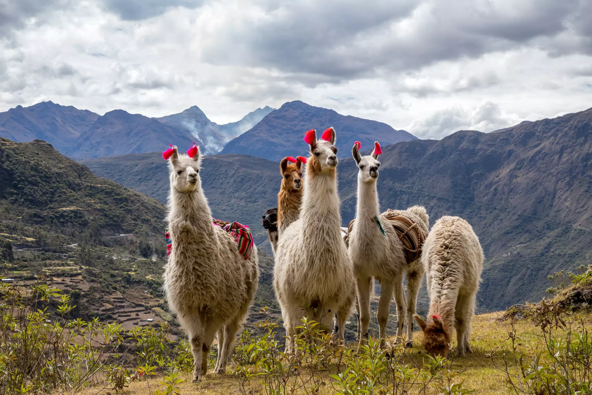 A group of llamas is seen grazing in a mountainous landscape