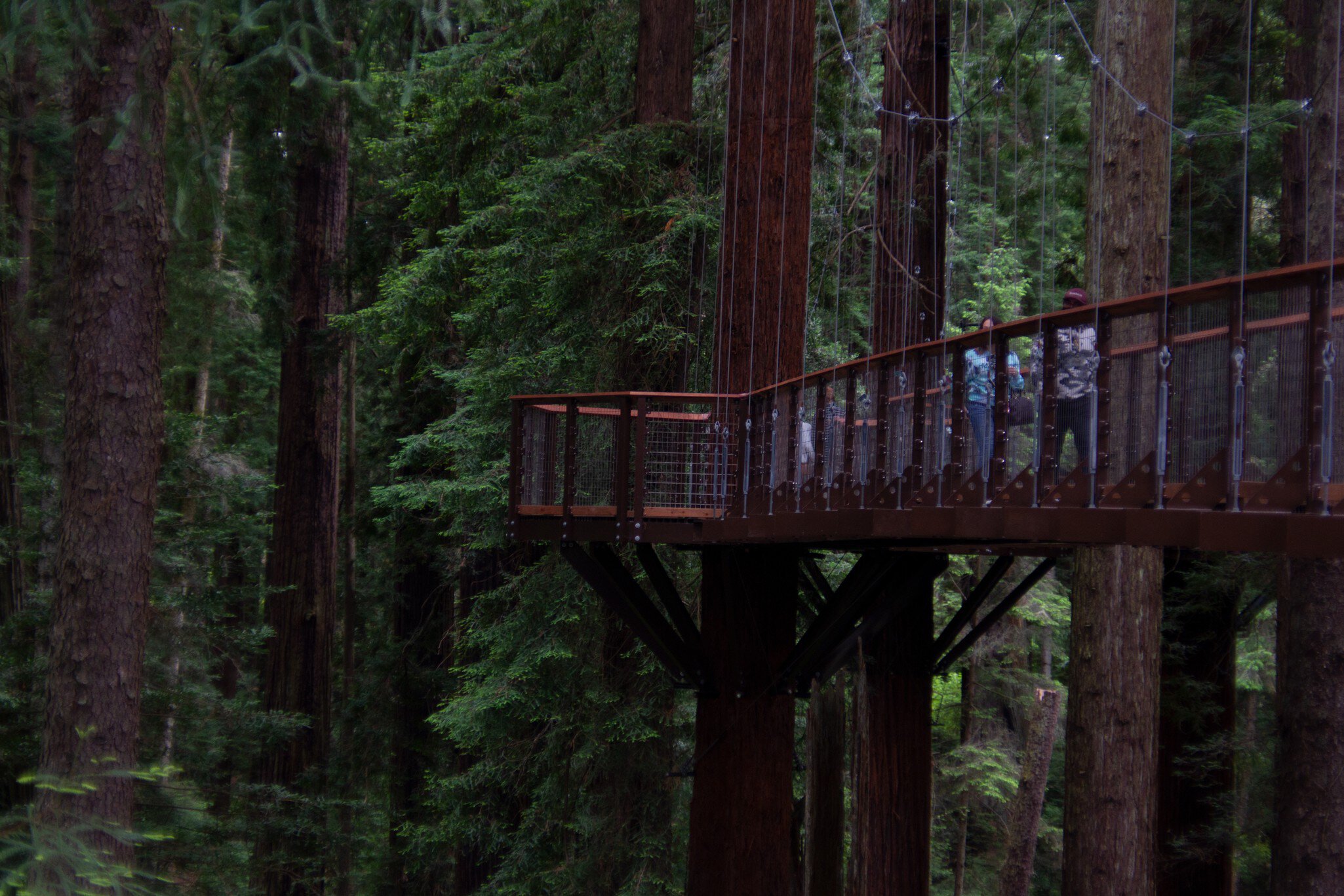Eureka, CA, USA - June 13, 2021: Tourist walk across a bridge on the new Redwood Sky Walk in the Sequoia Park Zoo.; Shutterstock ID 1994855477;