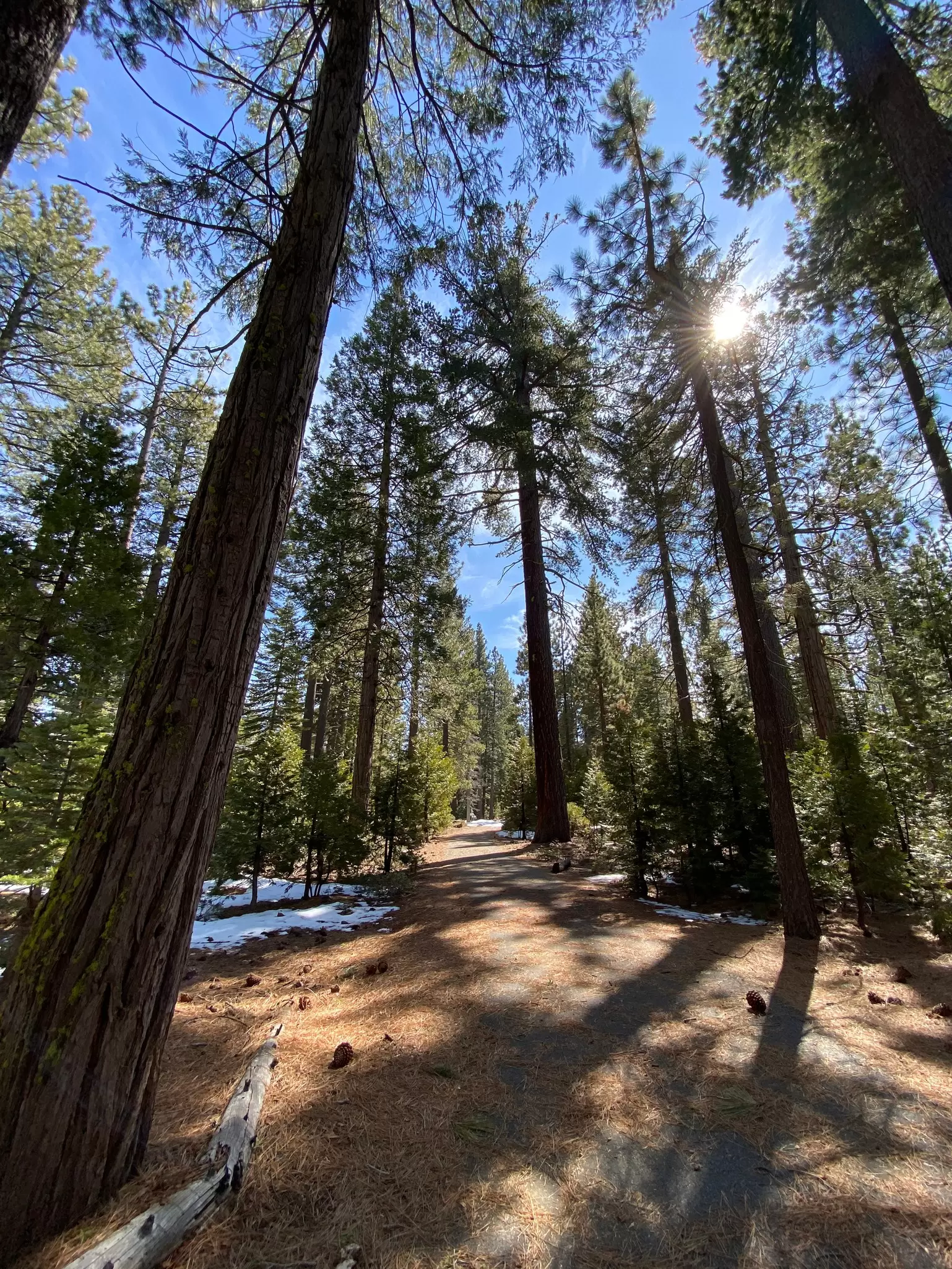 The sun shines through the trees in Sugar Pine Point, Lake Tahoe