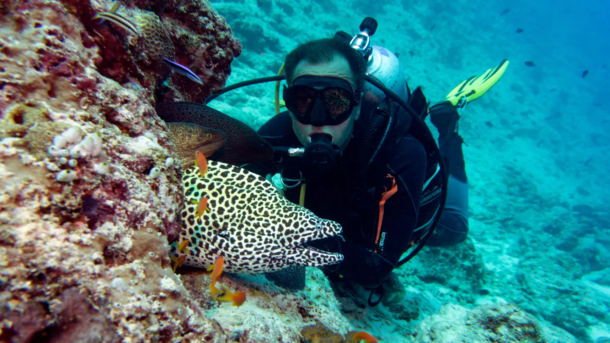 A scuba diver is pictured underwater next to a large spotted fish by a coral.