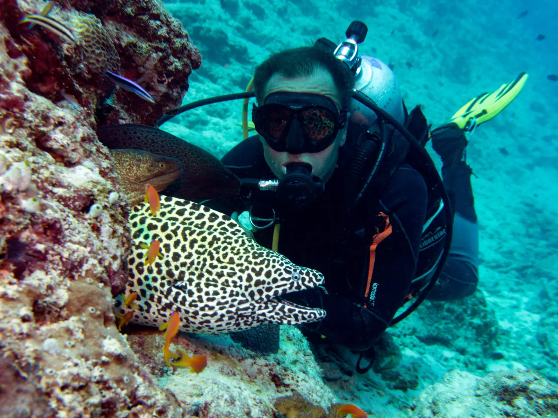 A scuba diver is pictured underwater next to a large spotted fish by a coral.