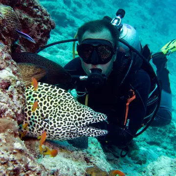 A scuba diver is pictured underwater next to a large spotted fish by a coral.