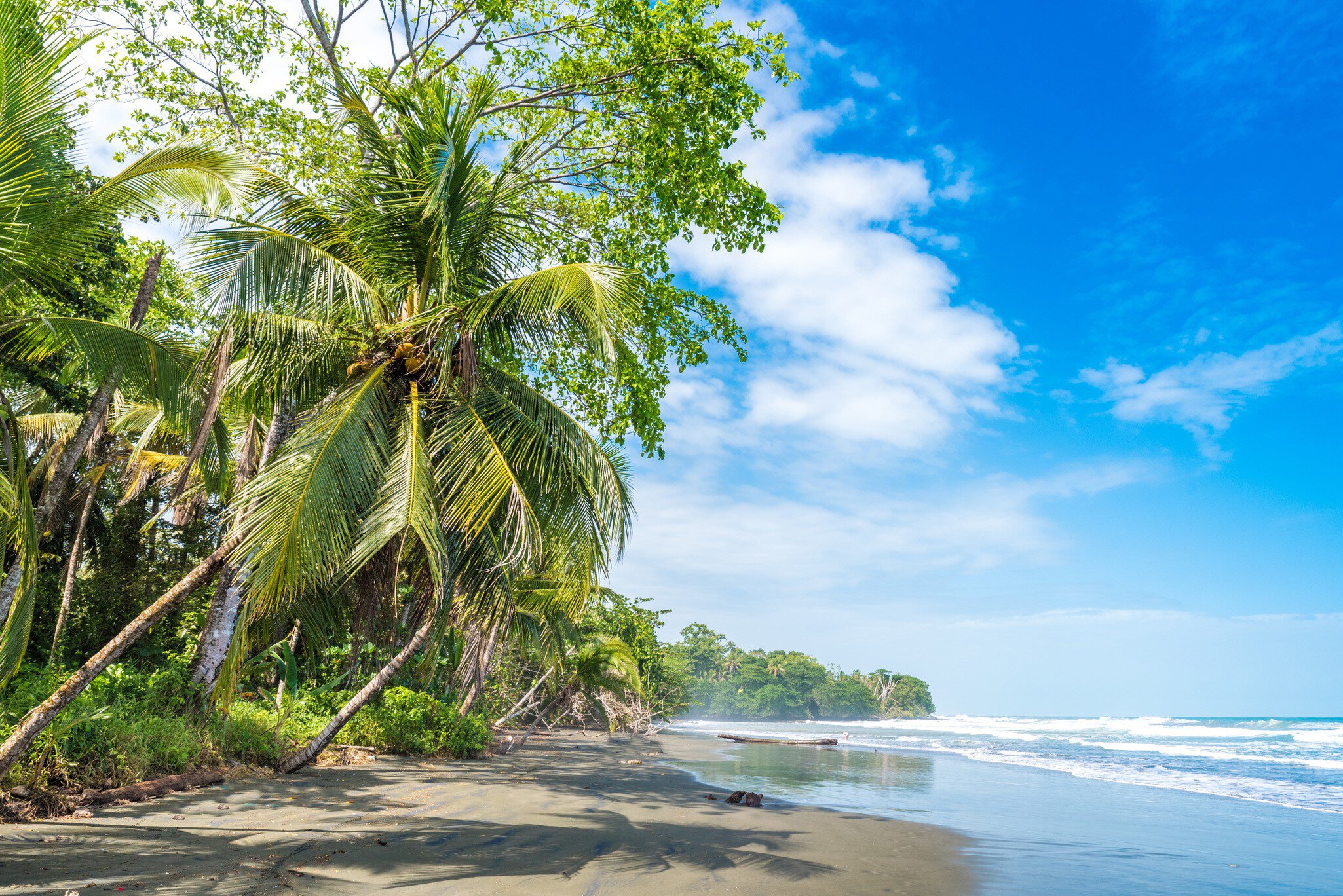 Palm trees line the black-sand beach at Playa Negra in Cahuita, Costa Rica.