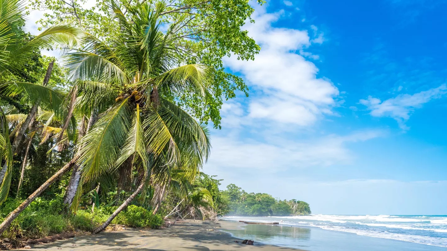 Palm trees line the black-sand beach at Playa Negra in Cahuita