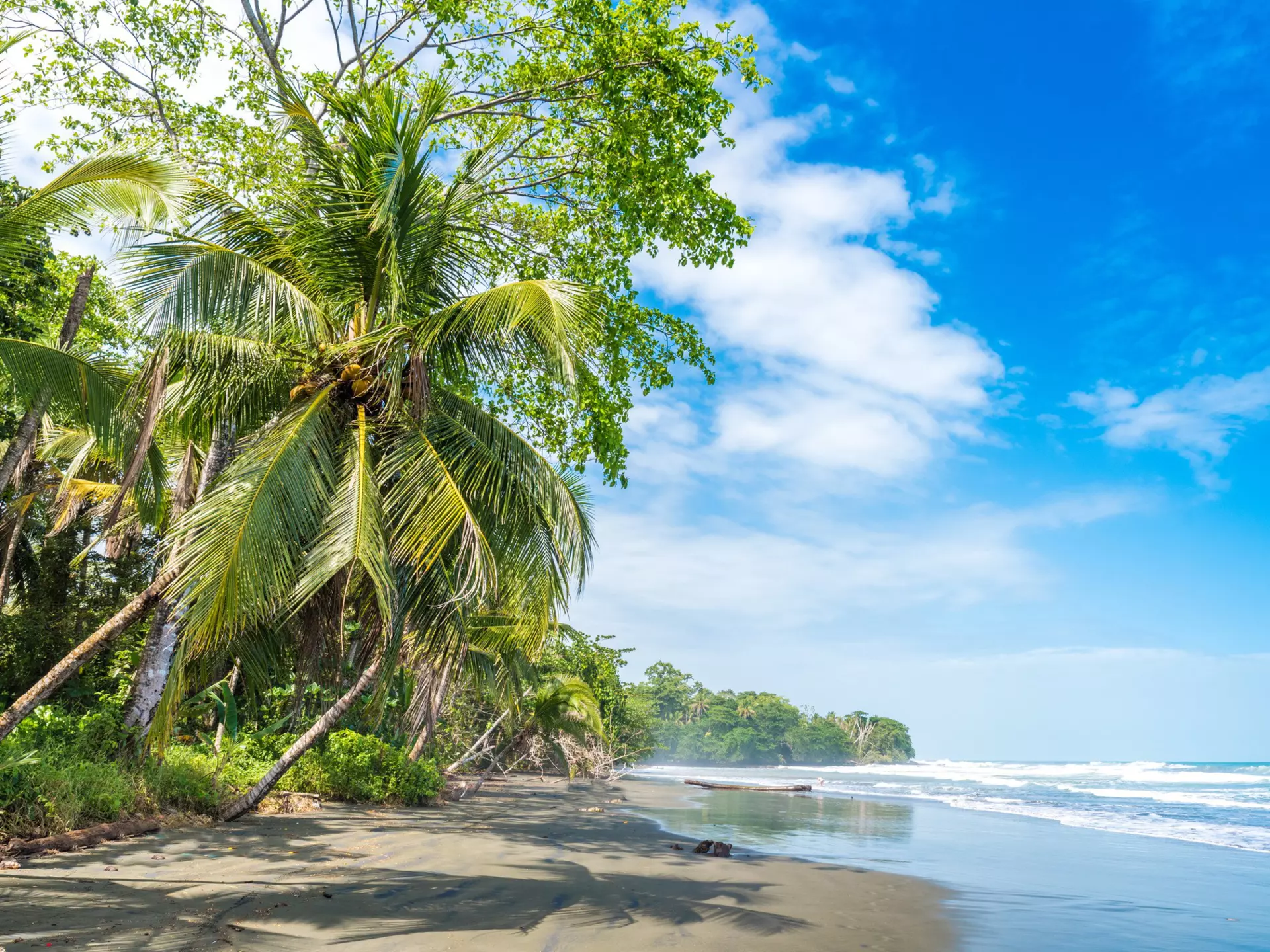 Palm trees line the black-sand beach at Playa Negra in Cahuita