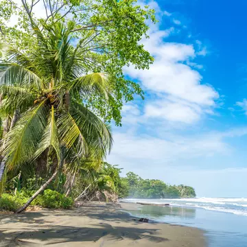 Palm trees line the black-sand beach at Playa Negra in Cahuita