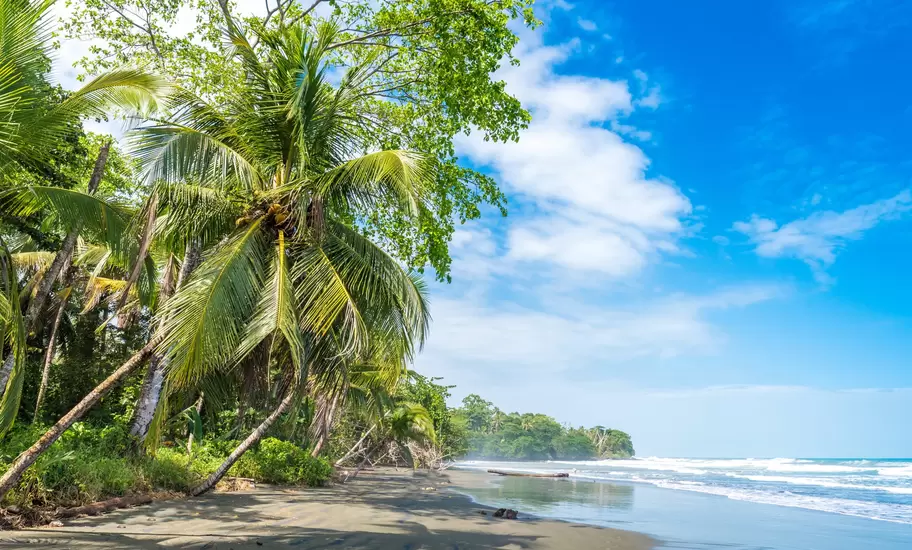 Palm trees line the black-sand beach at Playa Negra in Cahuita, Costa Rica.