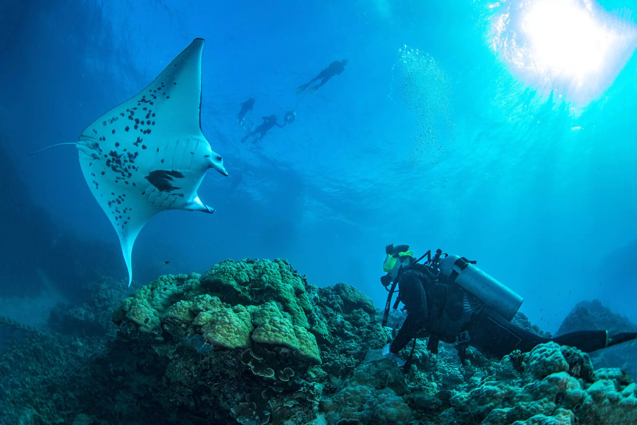 A scuba diver near a reef underwater looks up at a manta ray swimming buy. Other divers are visible toward the surface of the water.