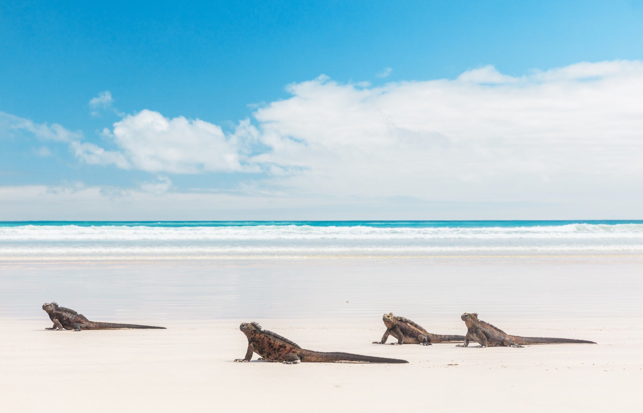 Group of iguanas walking on white sands of Tortuga Bay beach, Galapagos Islands, Ecuador.