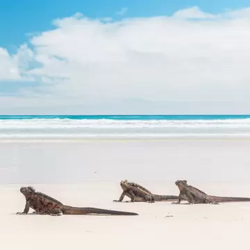 Group of iguanas walking on white sands of Tortuga Bay beach, Galapagos Islands, Ecuador.