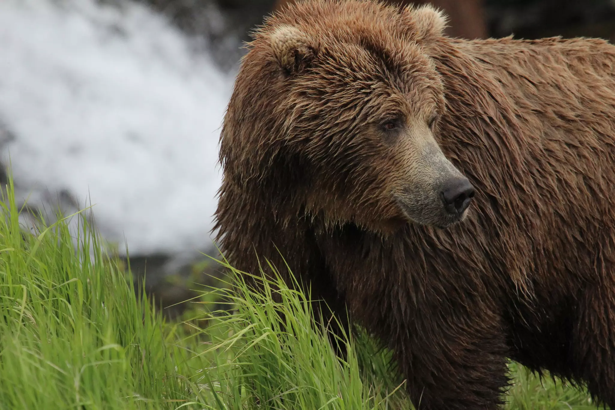 visit Anchorage, unrestricted, julie Dodds, bear, wildlife, McNeil River State Game Sanctuary, brown bear, new a.net