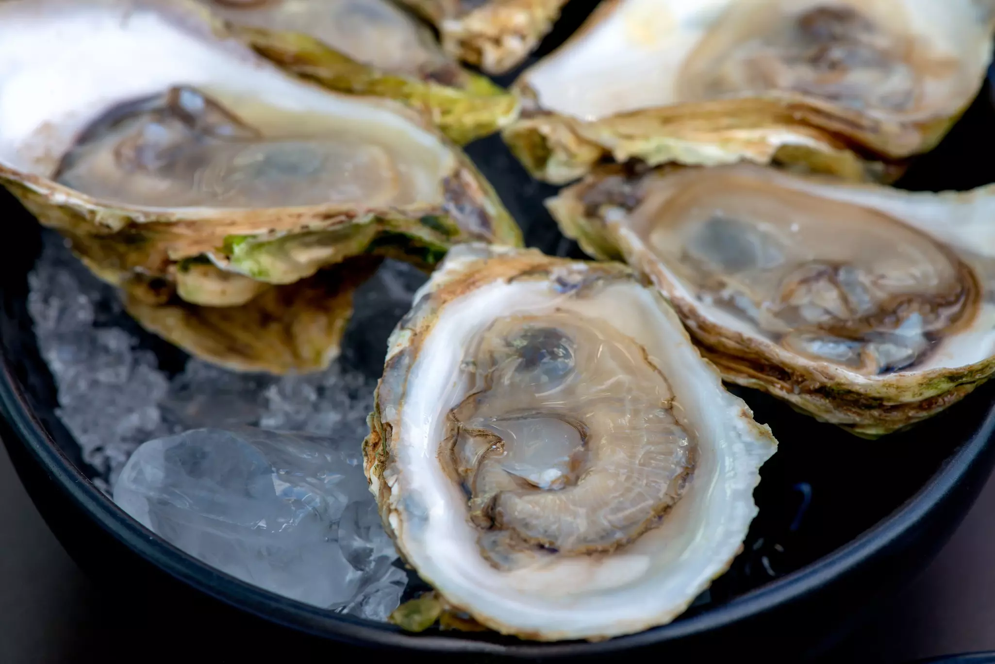 Oysters on the half shelf are presented on a bed of ice on a plate.