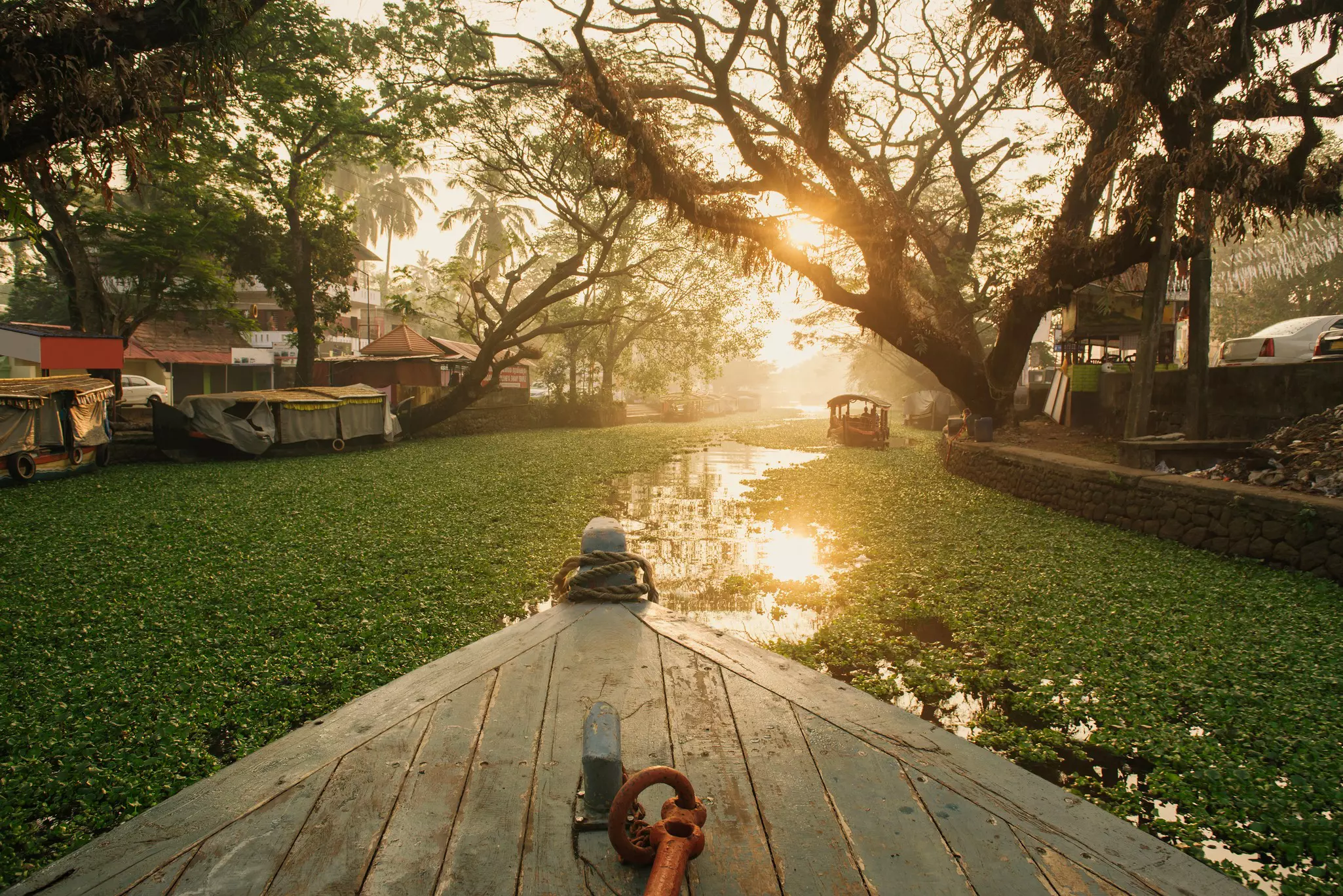 the bow of a boat in a river filled with green plants and lined with full trees.