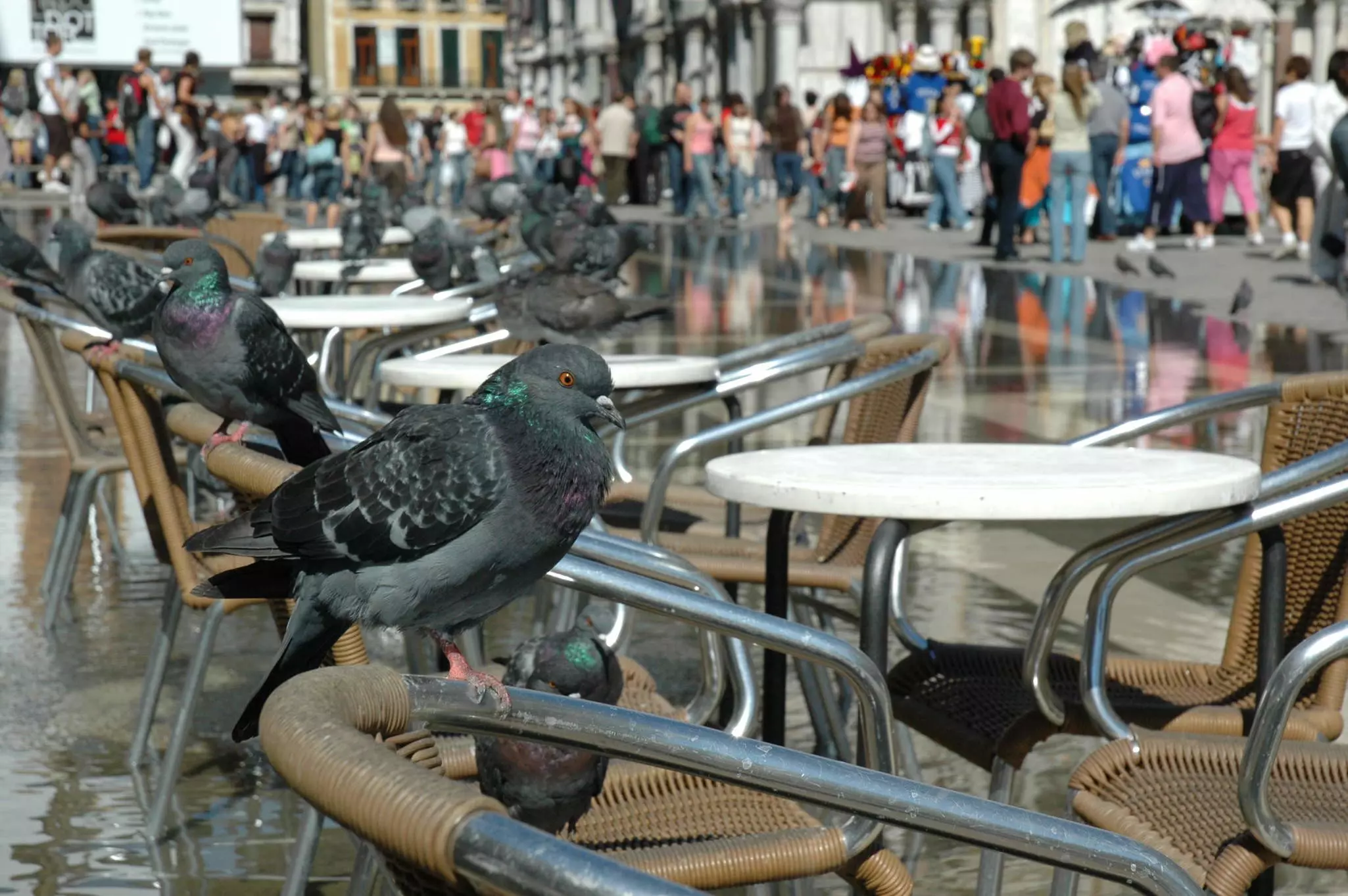 A pigeon sits on the back of a chair in a piazza in Venice