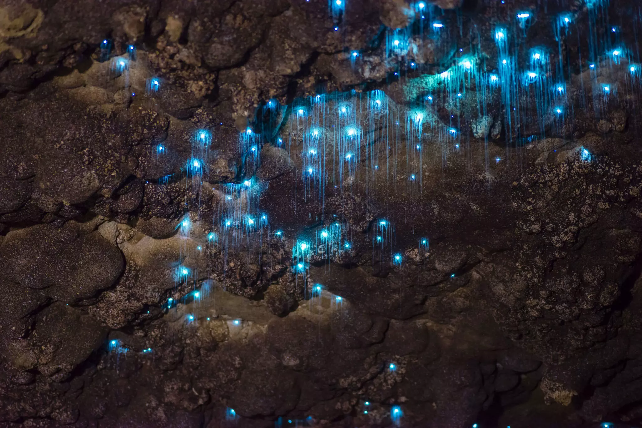 Glowworms in Waitomo Caves.