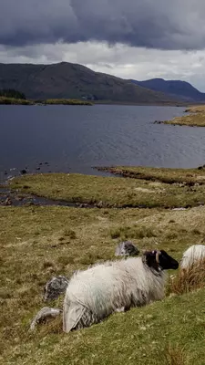 Views around Lough Inagh, Connemara Galway
Ireland — 1397052