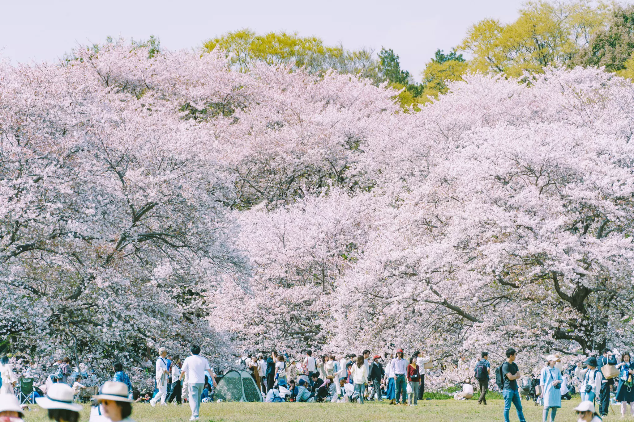 SHOWA MEMORIAL PARK, TOKYO.