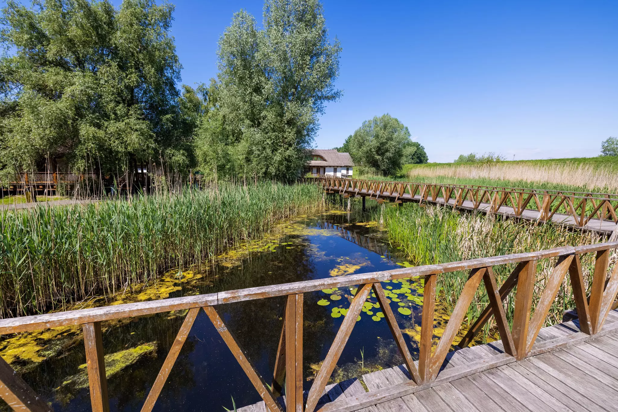 A wooden boardwalk over marshland with green reeds and lily pads at a nature reserve in Croatia.
