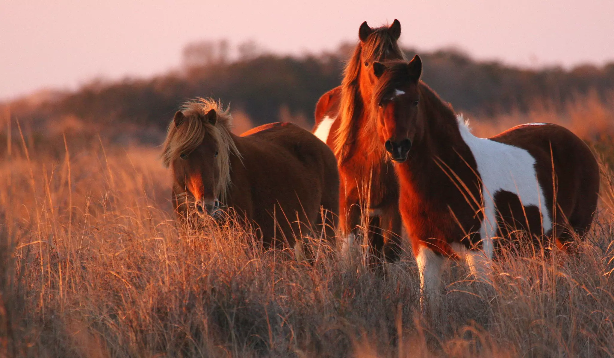 These horses are on the barrier islands by Assateague.