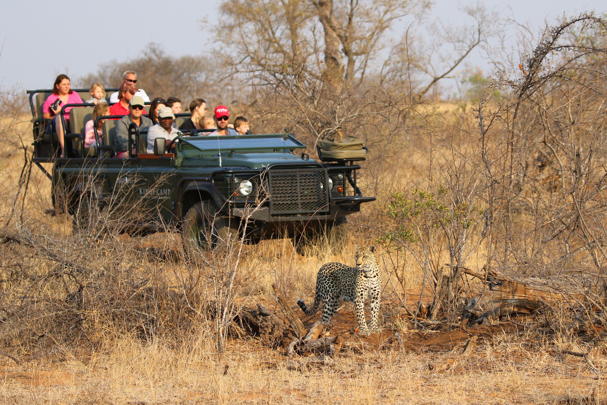 HOEDSPRUIT, SOUTH AFRICA - SEPTEMBER 28, 2018: Tourists in safari vehicle observing African leopard in Timbavati Private Nature Reserve, South Africa; Shutterstock ID 1200787189;