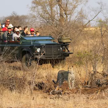 HOEDSPRUIT, SOUTH AFRICA - SEPTEMBER 28, 2018: Tourists in safari vehicle observing African leopard in Timbavati Private Nature Reserve, South Africa; Shutterstock ID 1200787189;