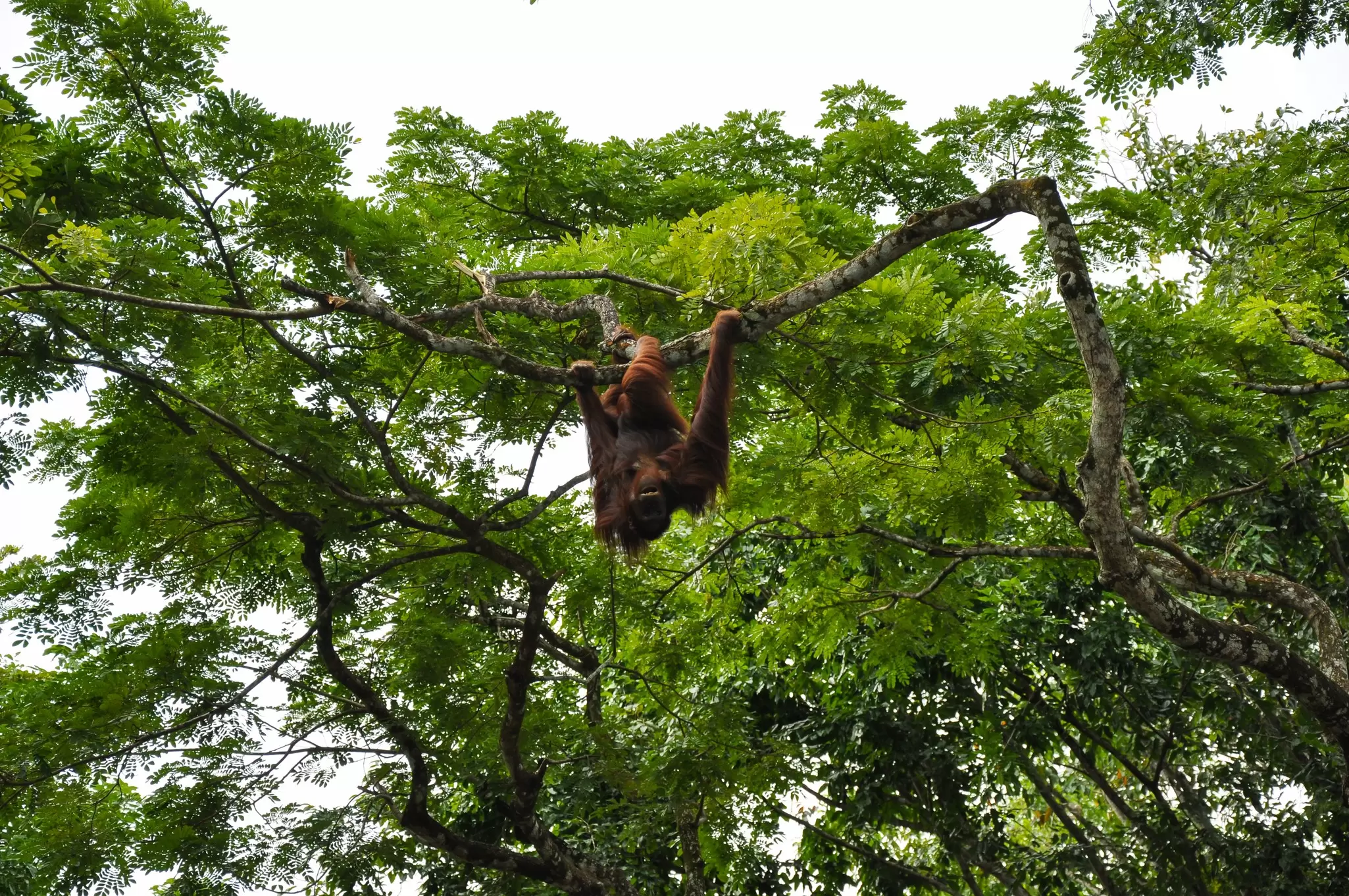 A large primate hangs from a tree in a dense jungle. It's an orangutan in Borneo, with an orange-red hue on its fur.