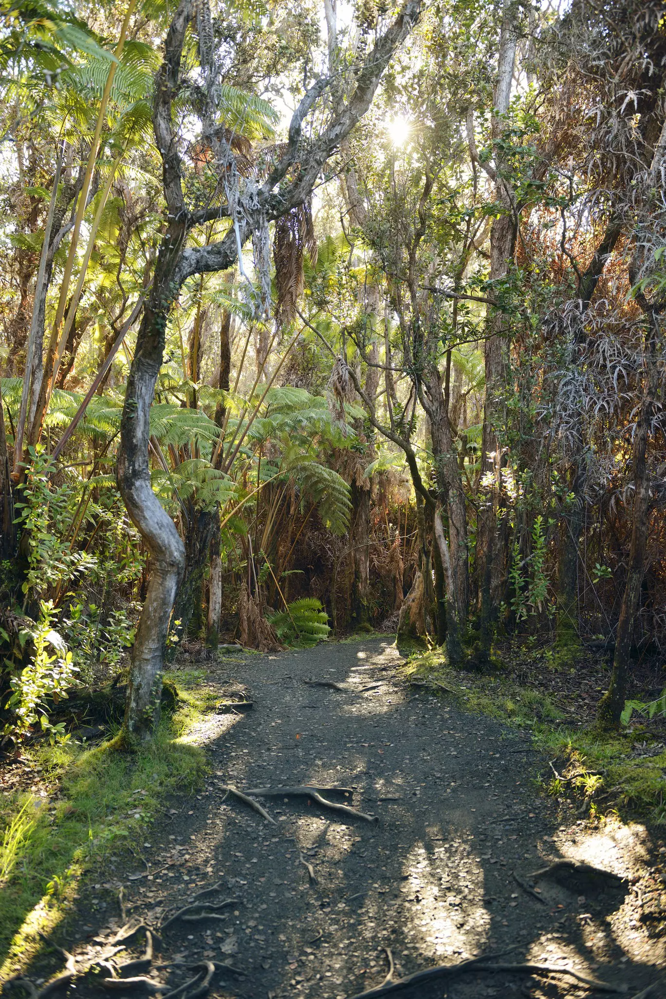 Hawaii Volcanoes National Park forest.