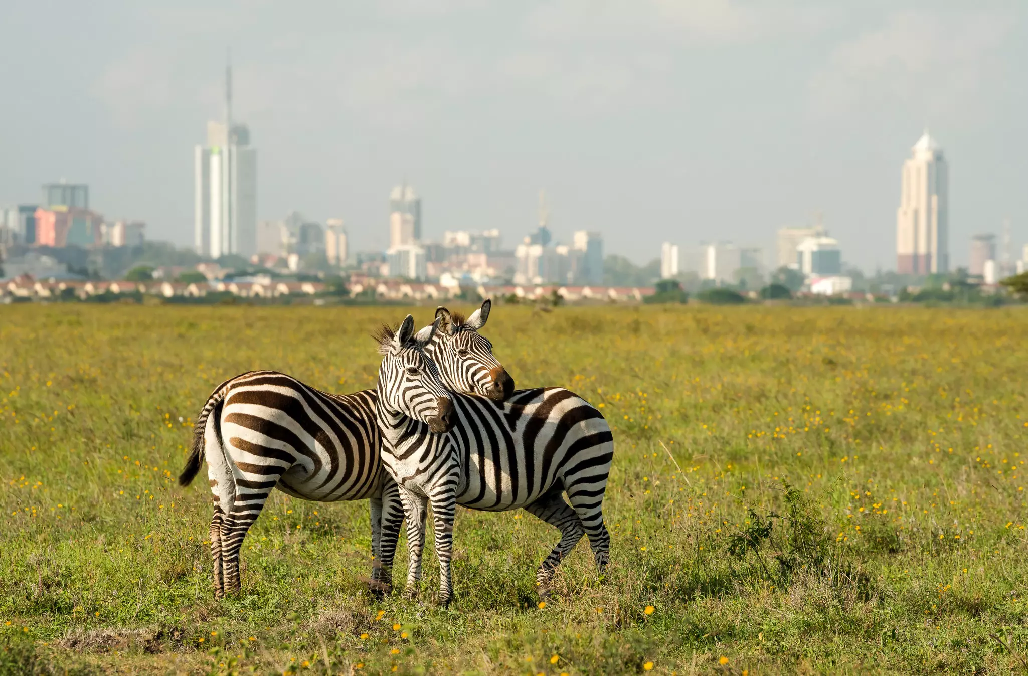 Nairobi National Park. mbrand85/Shutterstock