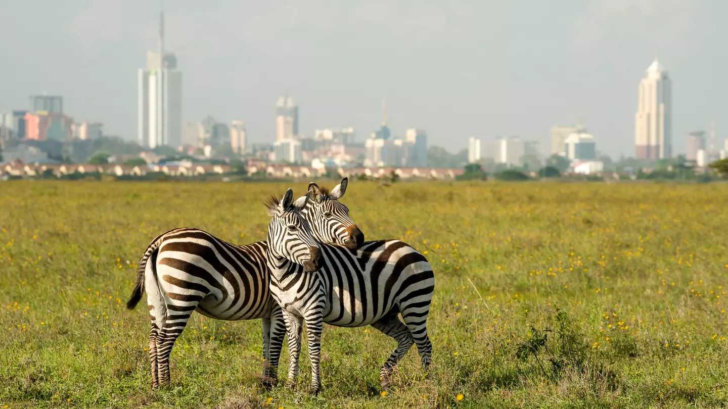 Two zebras stand together in a national park in Kenya, with a city skyline in the distance.