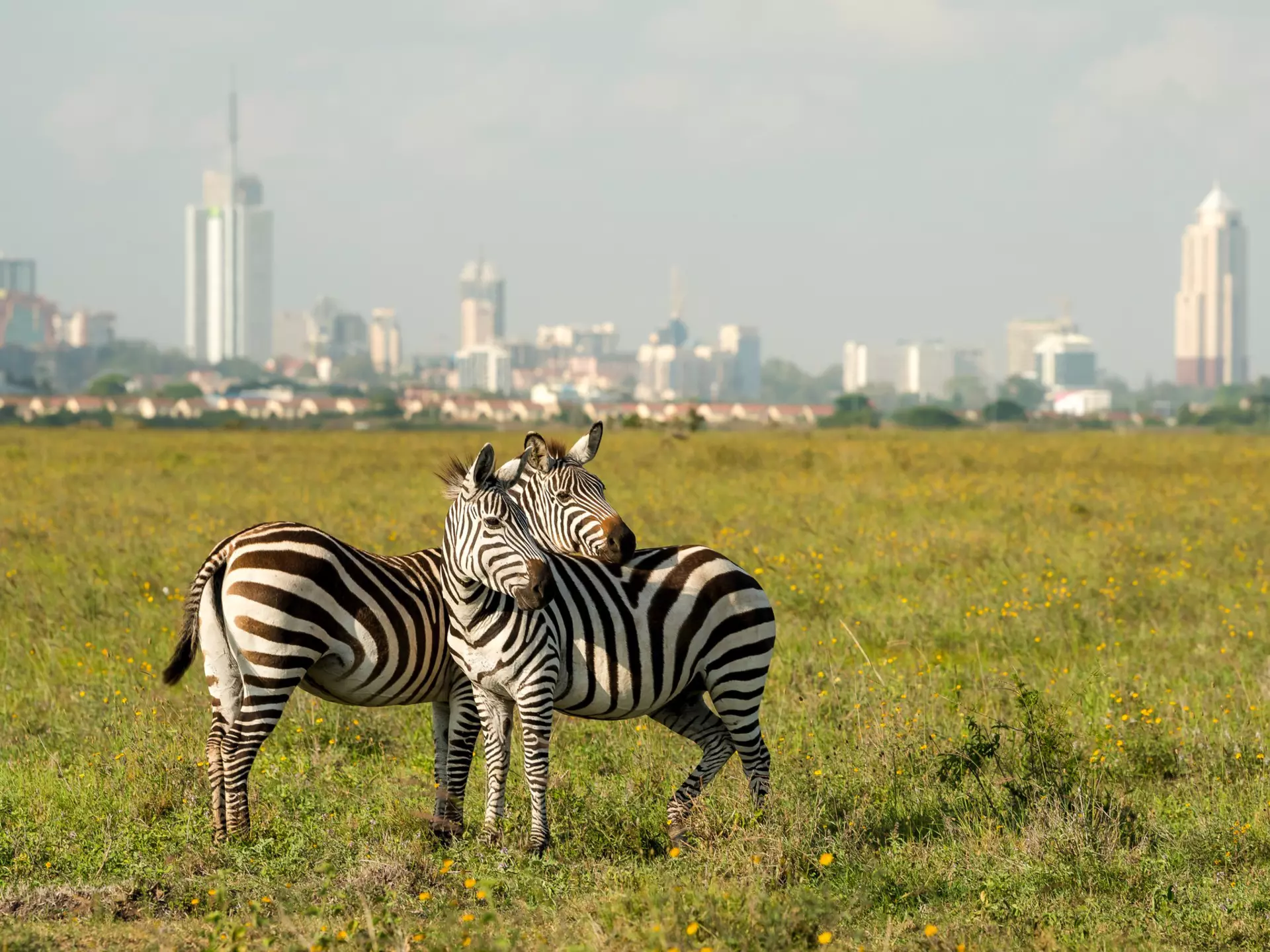 Two zebras stand together in a national park in Kenya, with a city skyline in the distance.